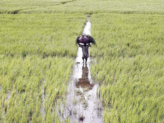let consumers farmers decide let consumers farmers decide