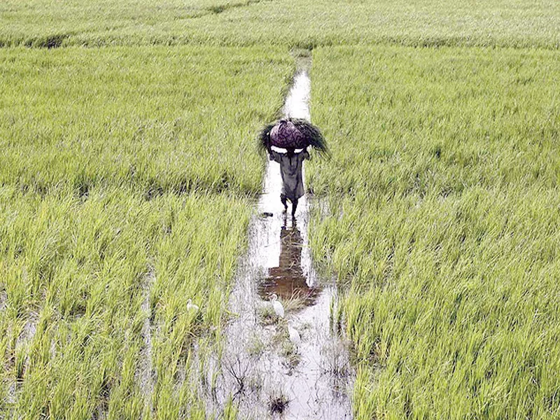 let consumers farmers decide let consumers farmers decide