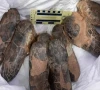 smuggled dinosaur fossils return to mongolia smuggled dinosaur fossils return to mongolia