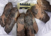 smuggled dinosaur fossils return to mongolia