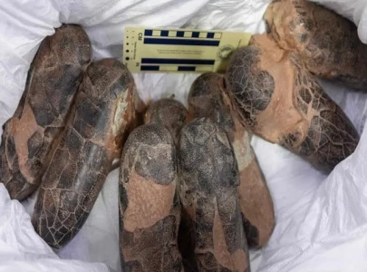 smuggled dinosaur fossils return to mongolia smuggled dinosaur fossils return to mongolia