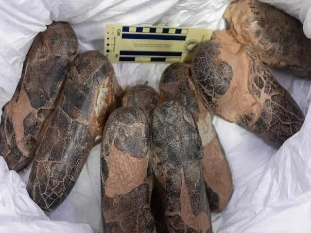 Smuggled dinosaur fossils return to Mongolia