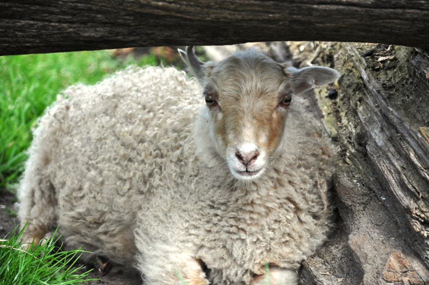 in jeans and rubber boots cameron hoisted the sheep it onto safe ground photo file