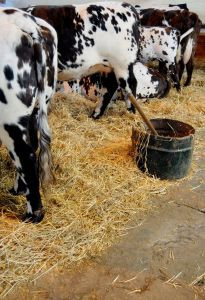 dairy diary milk yogurt made expensive by rs5