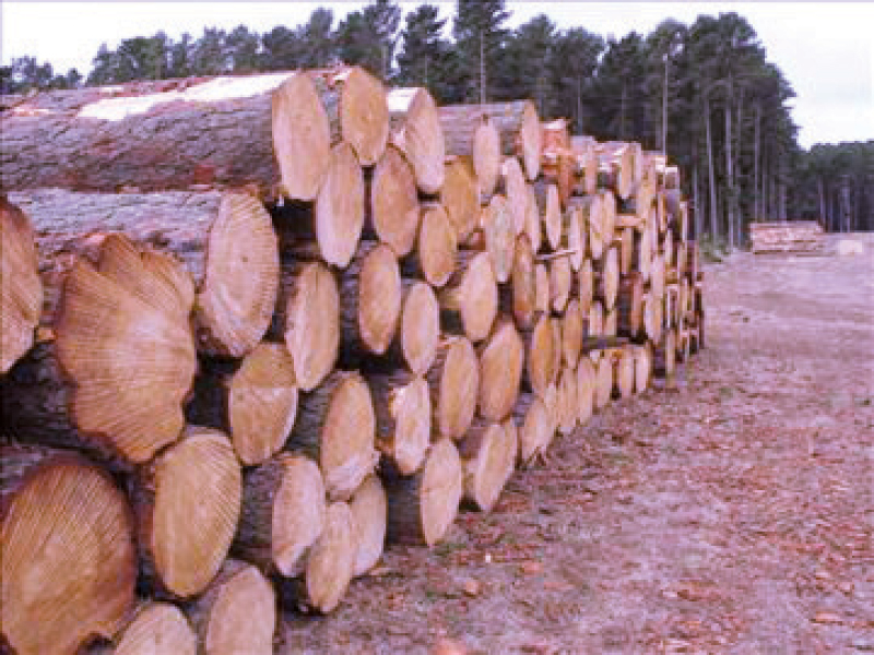 logs waiting to be shipped off down country photo file