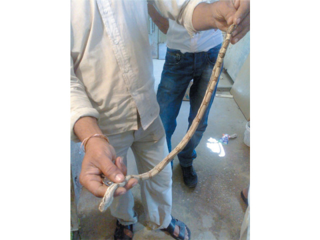 one of the snakes has reportedly injured the area near its head photo express