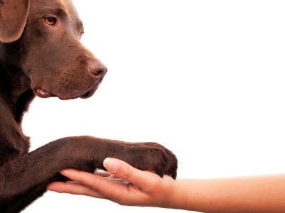 celebrity talk love your pet celebrity talk love your pet