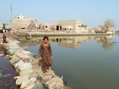 fao report almost 45 of sindh crop land under water fao report almost 45 of sindh crop land under water
