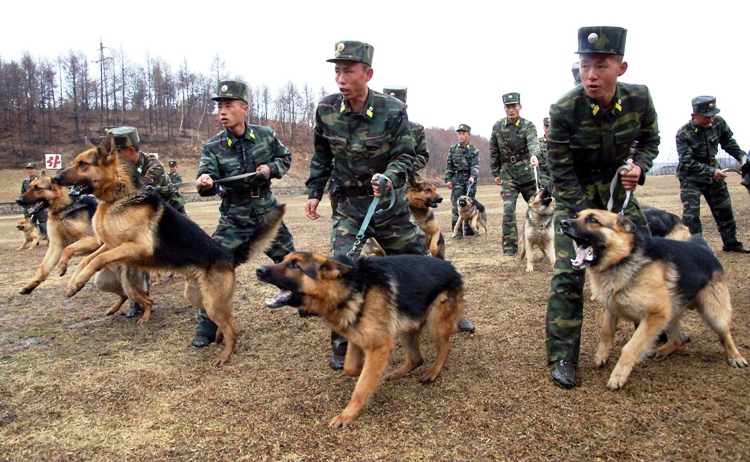 this file photo taken on april 6 2013 and released by north korea 039 s official korean central news agency kcna on april 7 2013 shows north korean soldiers taking part in a training with military dogs at an undisclosed location photo afp