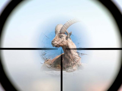 markhor hunting phc asks govt to allocate funds for wildlife protection