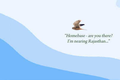 dead falcon sparks spying fears on pak india border