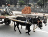modern pressures burden donkey trade modern pressures burden donkey trade