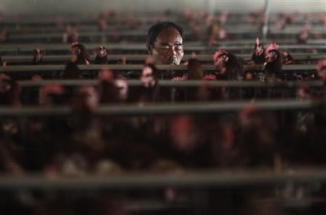 an employee works at a poultry farm on the outskirts of shanghai april 16 2013 photo reuters an employee works at a poultry farm on the outskirts of shanghai april 16 2013 photo reuters