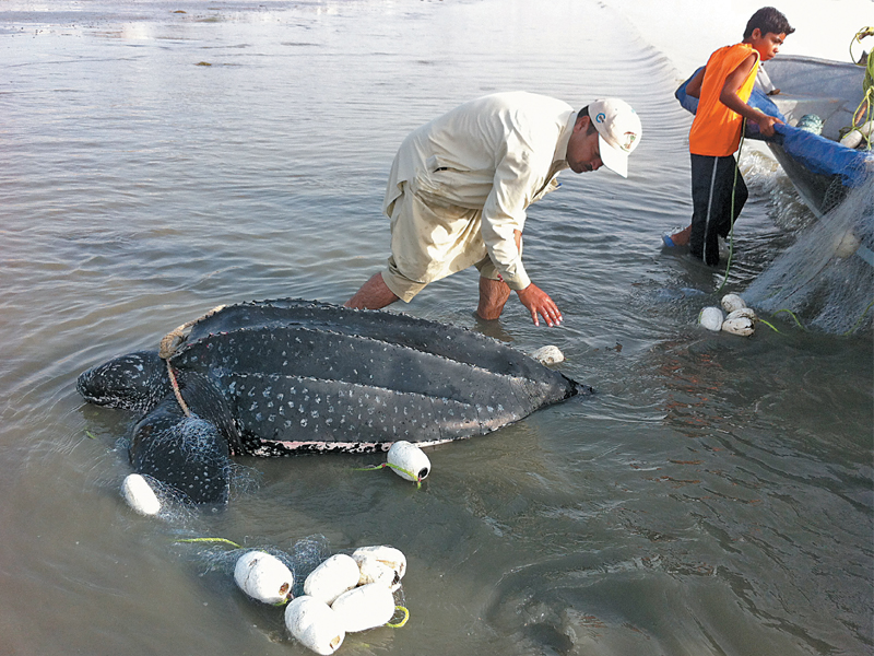 this leatherback turtle found at gwadar was released back into the sea within 30 minutes photo courtesy wwf p