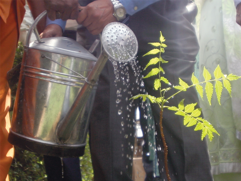 wwf p and a healthcare company pharmevo have launched a nationwide environmental drive as a part of which five new neem trees were planted in ziauddin hospital on thursday a general physician dr ejaz vohra watered one of the tree saplings photo athar khan express