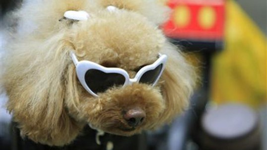 new york resident cynthia takes time to iron the countless dresses and sweaters that her yorkie toto wears every day photo reuters