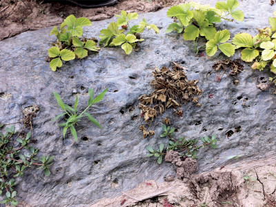 dangers of global warming changing weather patterns pose serious threat to crops