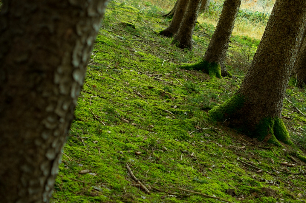 quot 100 000 trees is merely the beginning of a bigger drive quot says wwf pakistan ceo ali hassan photo file