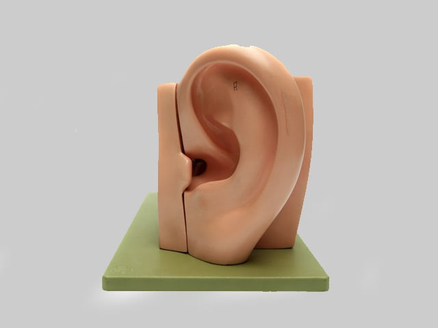 up to 50 million americans report chronic ringing in the ears at some point during their lives research suggests photo file up to 50 million americans report chronic ringing in the ears at some point during their lives research suggests photo file