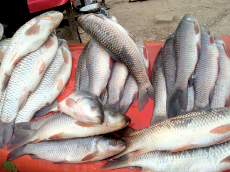 department points out its failure to regulate netting practices in the province s major rivers resulting in the extinction of several indigenous fish species photo file