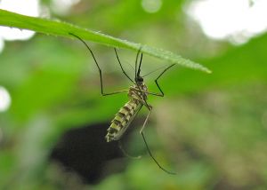 malaria rises as dengue ebbs in k p