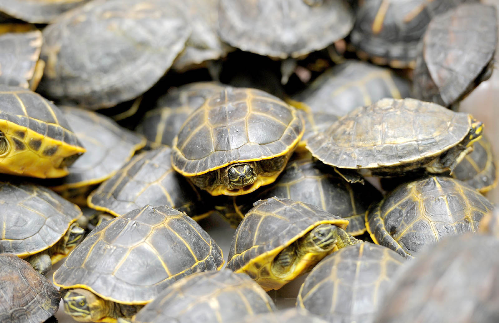 customs superintendent suhail qureshi said the turtles packed in a carton were being smuggled by saeed ahmed faraz a resident of lahore photo afp file
