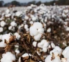 scientists unravel the history of cotton domestication scientists unravel the history of cotton domestication