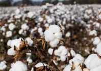 scientists unravel the history of cotton domestication
