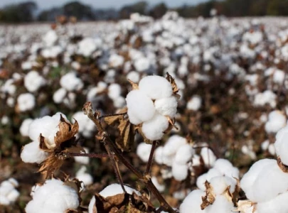 scientists unravel the history of cotton domestication scientists unravel the history of cotton domestication