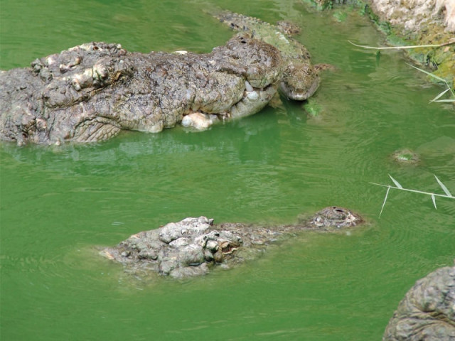 the sheedi community believes that the crocodiles at the manghopir shrine will not harm the devotees photo ayesha mir express the sheedi community believes that the crocodiles at the manghopir shrine will not harm the devotees photo ayesha mir express