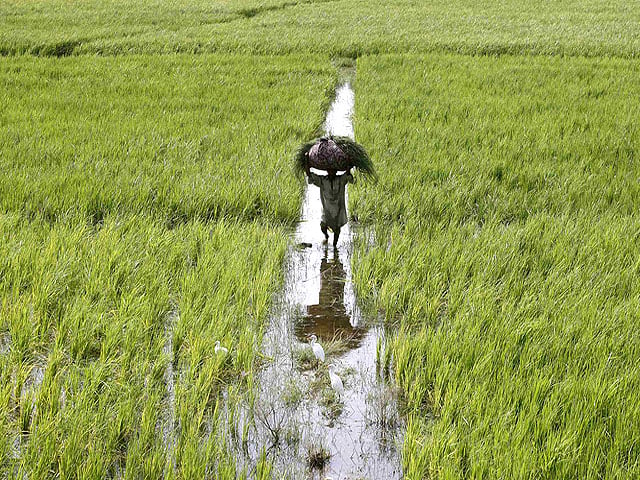 agrarian economy 23 of pakistan s gdp is the size of the country s agricultural sector as of now following the pakistan bureau of statistics recent rebasing exercise photo file reuters