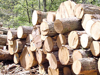g b timber movement ministry chops up logging policy g b timber movement ministry chops up logging policy