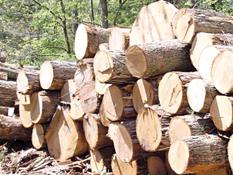 rahman said the timber policy gives little or no benefit to the local communities except destroying the forests and benefiting the contractors photo file