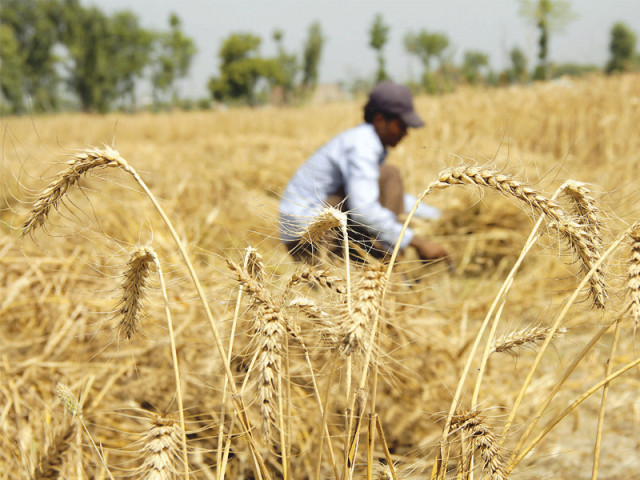 once the crop is ready the wheat is bundled up and thrown into the combined thresher