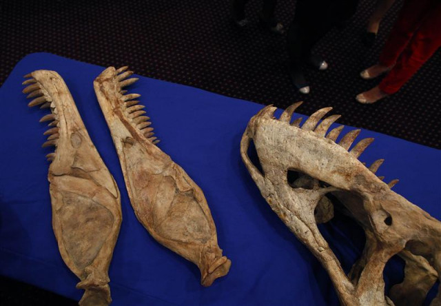a dinosaur fossil is seen during a ceremony in new york may 6 2013 photo reuters eric thayer a dinosaur fossil is seen during a ceremony in new york may 6 2013 photo reuters eric thayer