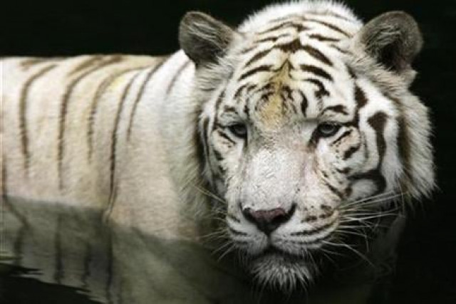 the white siberian tiger is an endangered species according to the convention on international trade in endangered species of wild fauna and flora of 1973 photo reuters the white siberian tiger is an endangered species according to the convention on international trade in endangered species of wild fauna and flora of 1973 photo reuters