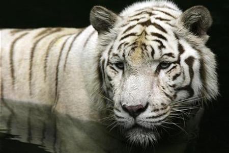 the white siberian tiger is an endangered species according to the convention on international trade in endangered species of wild fauna and flora of 1973 photo reuters