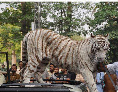 the white tigress in question reportedly collapsed and presumably died due to excessive heat during a rally in lahore photo publicity