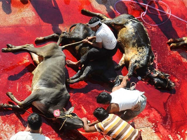 pakistani muslims slaughter animals at a mosque in lahore on november 7 2011 during the eidul azha celebrations photo afp pakistani muslims slaughter animals at a mosque in lahore on november 7 2011 during the eidul azha celebrations photo afp