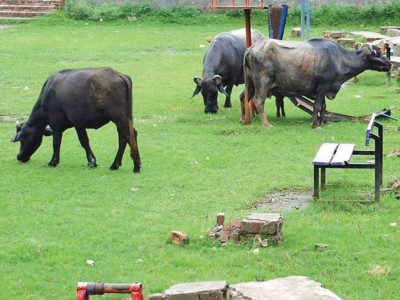 eradicating the foot and mouth disease from pakistan eradicating the foot and mouth disease from pakistan