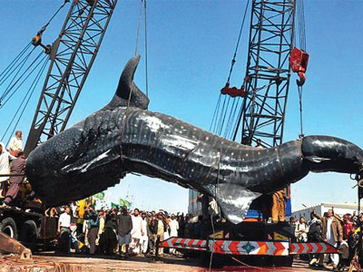 shortage of funds elephant whale shark displays yet to be put up shortage of funds elephant whale shark displays yet to be put up