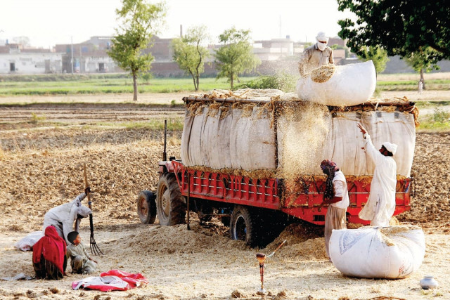 bundles of wheat are being loaded onto a tractor near jallo mor photo abid nawaz express