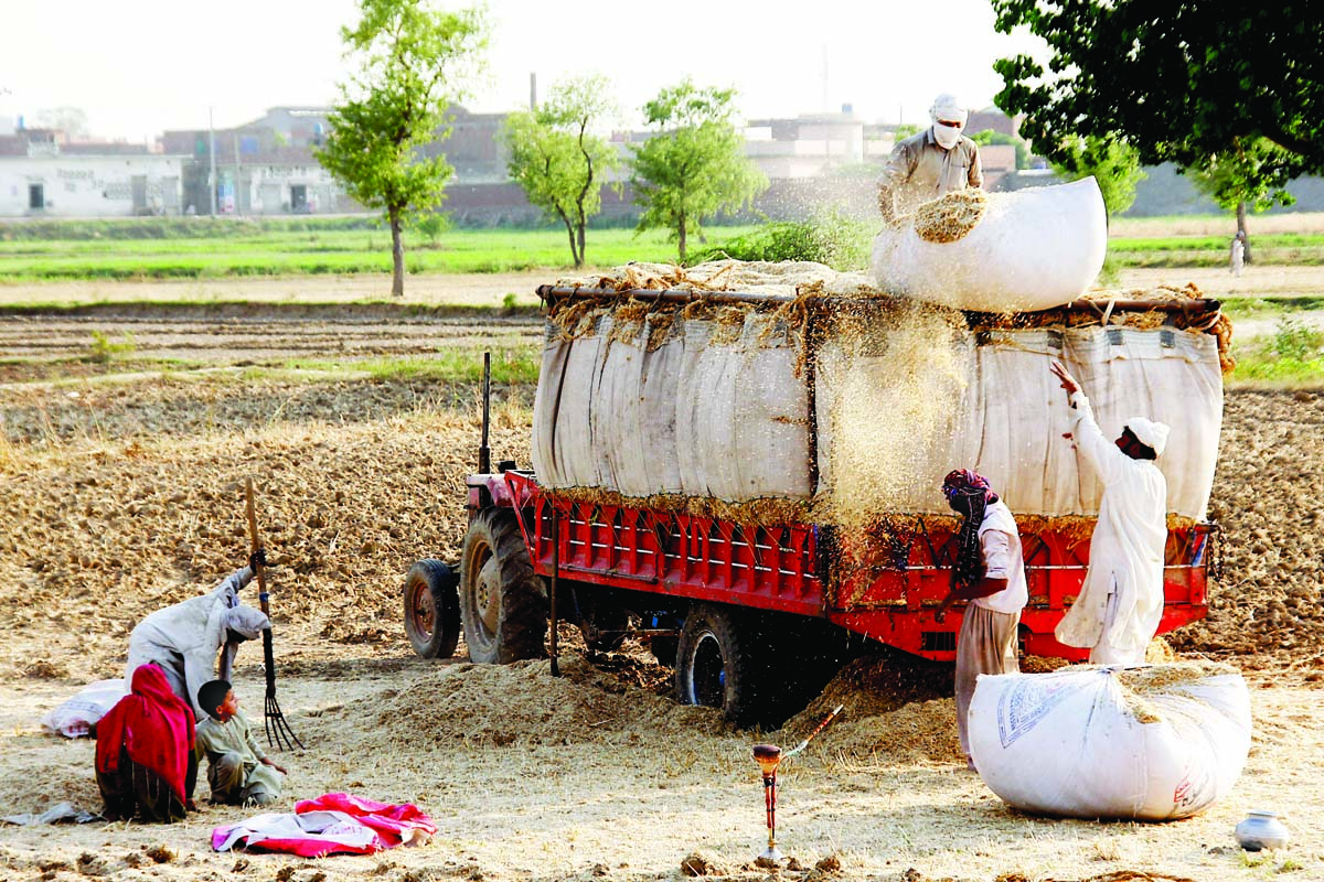 bundles of wheat are being loaded onto a tractor near jallo mor photo abid nawaz express