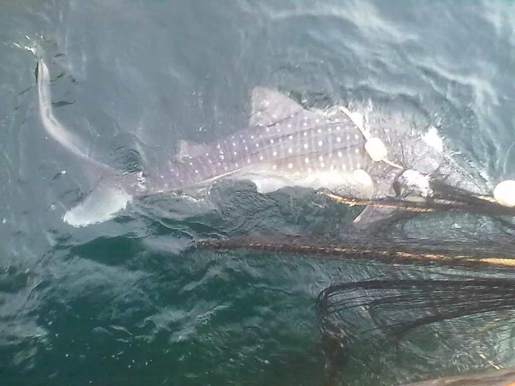the whale shark was released from the net after an hour long struggle photo wwf pakistan the whale shark was released from the net after an hour long struggle photo wwf pakistan