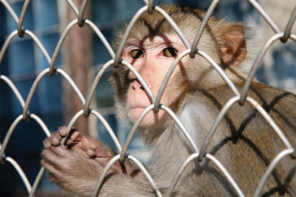 the primate was one of the zoo 039 s two patas monkeys ground dwelling animals from africa that stand more than 2 feet tall and weigh about 35 pounds photo file