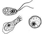14 year old adeel nazir a resident of korangi was diagnosed with the amoebic infection and died just a day later photo wikipedia