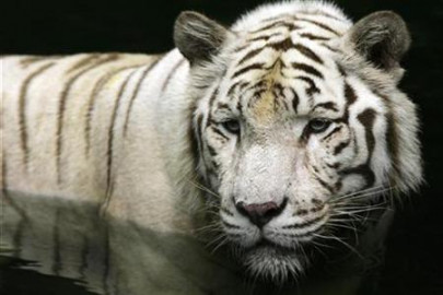 endangered species lhc seeks details of import licences