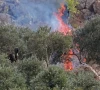 israeli settlers burn olive trees in west bank israeli settlers burn olive trees in west bank