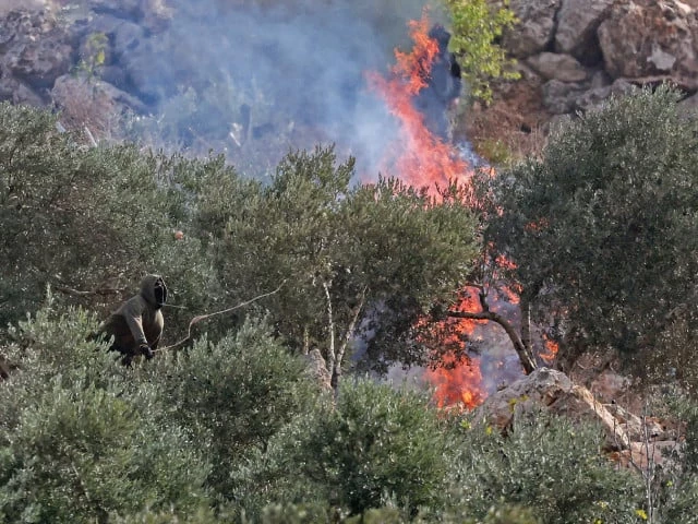 Israeli settlers burn olive trees in West Bank