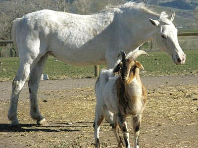 australia set to cull 10 000 wild horses